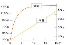 幼児期の頭脳の発達曲線と知能教育のグラフ